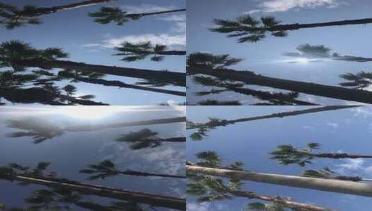 竖屏拍椰子树高清在线视频素材下载