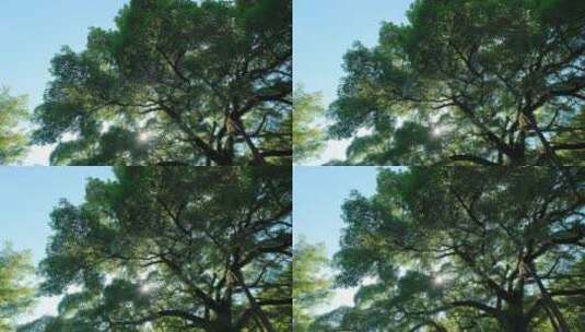 仰拍阳光树林树技树荫高清在线视频素材下载