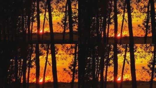 夕阳下的树林高清在线视频素材下载