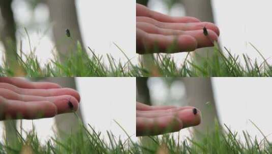草地上的虫子特写高清在线视频素材下载