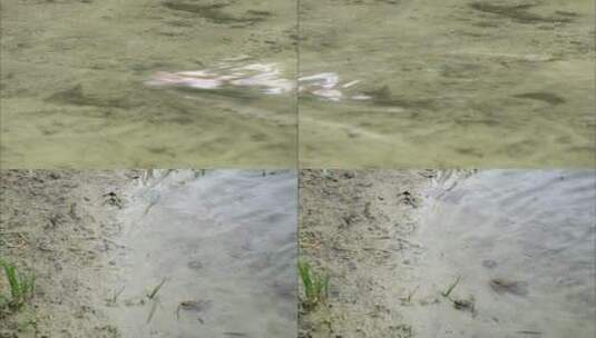 蟾蜍在水边高清在线视频素材下载