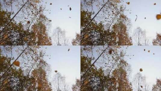 金黄色的树叶 从天空慢慢洒落 4k高清在线视频素材下载
