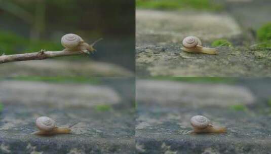 蜗牛原创高清在线视频素材下载