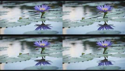 池塘中盛开的紫色睡莲高清在线视频素材下载