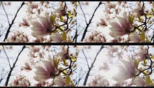 盛开的盛开的白玉兰树高清在线视频素材下载