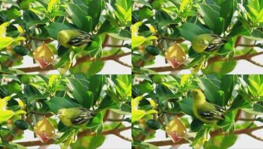 绿鸟坐在树叶上高清在线视频素材下载