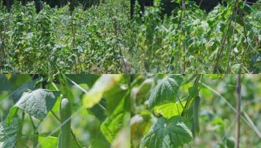 黄瓜生长农村黄瓜种植蔬菜菜园子高清在线视频素材下载