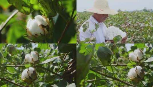 棉花产地高清在线视频素材下载