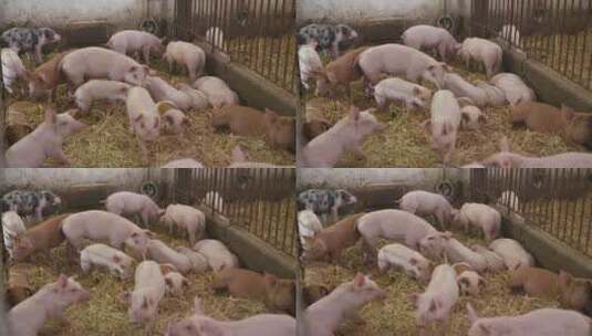 农场里的小猪宝宝高清在线视频素材下载
