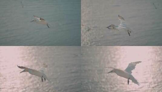 夕阳下飞翔的塘鹅高清在线视频素材下载