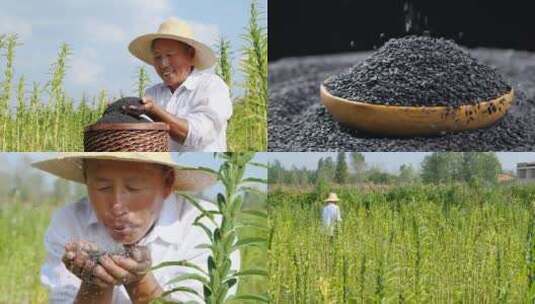 芝麻种植高清在线视频素材下载