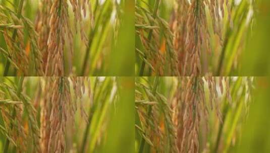 水稻成熟高清在线视频素材下载