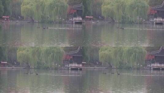 在扬州瘦西湖休闲游来游去的黑天鹅高清在线视频素材下载