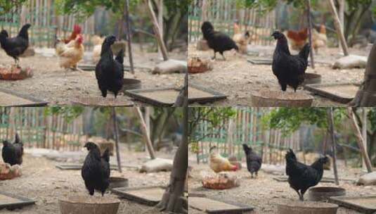 乌鸡饲养，乌鸡在菜园子里觅食啄食4k视频高清在线视频素材下载