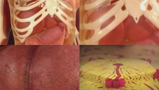 人体心脏器管内部组织3d动画高清在线视频素材下载