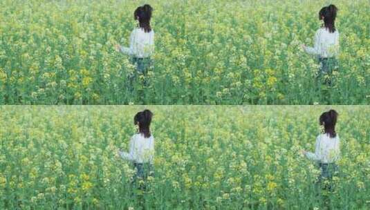 油菜花田里美少女孩走路过手抚摸花朵上背影高清在线视频素材下载