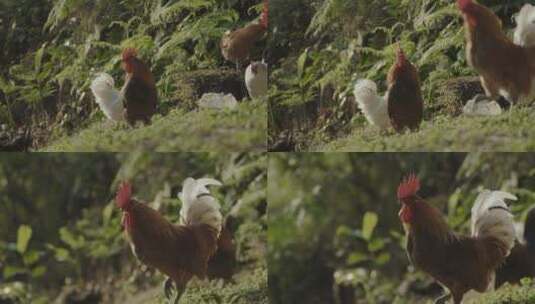 山里生态放养鸡高清在线视频素材下载