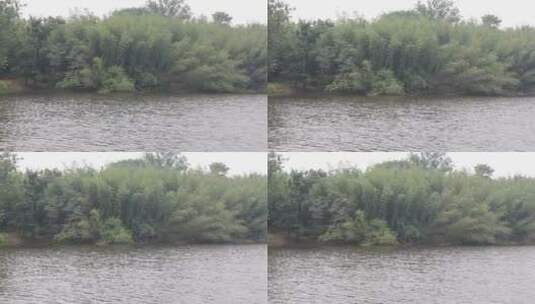 湖面河边的植物益母草蛇床菰河塘乡间岸边高清在线视频素材下载