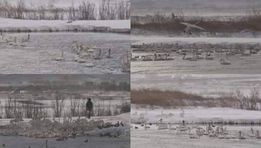 大雪中喂天鹅的人合集高清在线视频素材下载