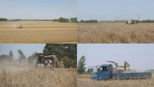 麦田小麦收割丰收高清在线视频素材下载