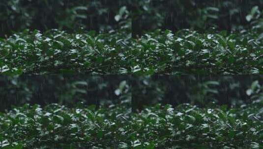 春雨雨滴茶园新茶杭州西湖龙井升格视频高清在线视频素材下载