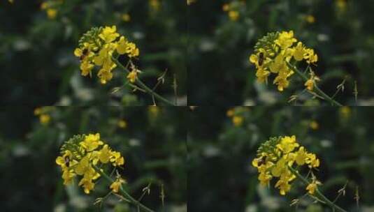 菜花油菜花蜜蜂春天蜜蜂高清在线视频素材下载