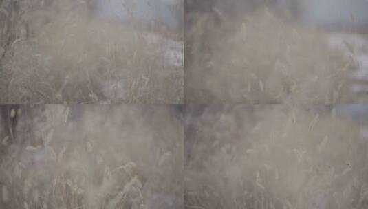 秋冬季节风中摇曳的狗尾巴草4k50帧灰片高清在线视频素材下载