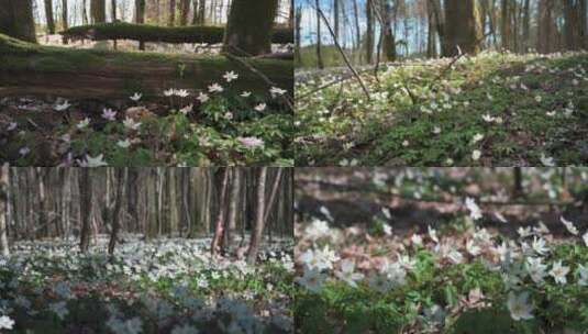 春日白色野花阳光森林山谷唯美高清在线视频素材下载