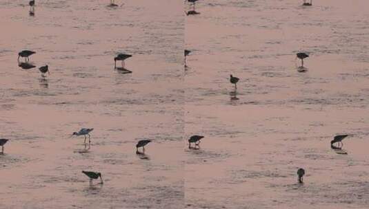 深圳湾的黑尾塍鹬、鹬鸻高清在线视频素材下载