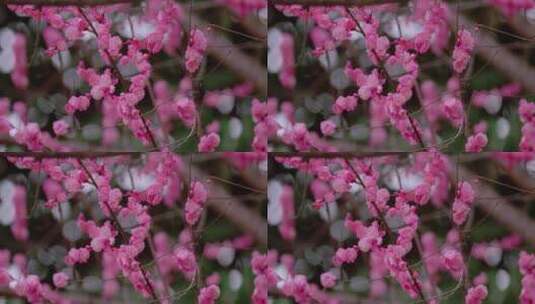 梅花盛开绽放春暖花开高清在线视频素材下载