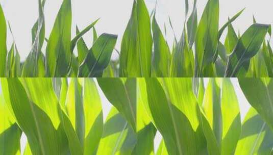 玉米叶子高清在线视频素材下载