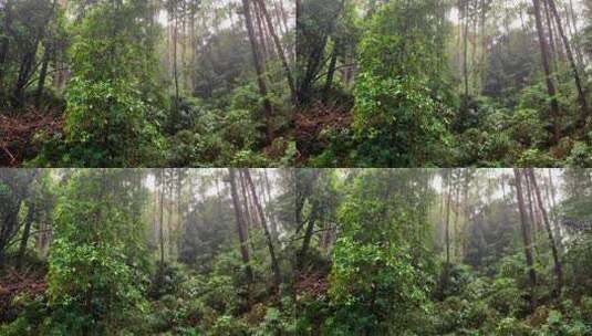 下雨登山山林植物镜头高清在线视频素材下载