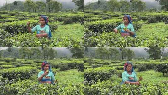 农民在采摘茶叶高清在线视频素材下载