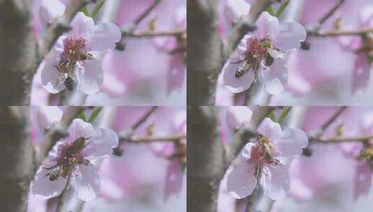 微距桃花蜜蜂高清在线视频素材下载