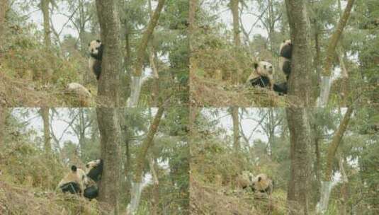 大熊猫和熊猫幼崽高清在线视频素材下载