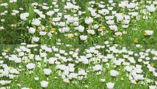 菊花甘洋菊鲜花盛开开花高清在线视频素材下载