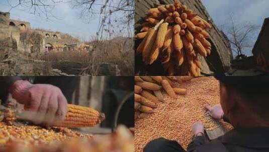 玉米 脱玉米 农民干活 玉米丰收 三农高清在线视频素材下载