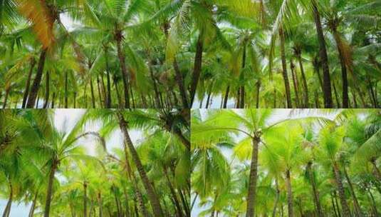 海南三亚 椰树椰林 海边椰子树 海滩度假高清在线视频素材下载