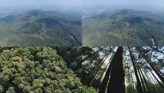 未调色-原始森林山脉-密林逆光高清在线视频素材下载