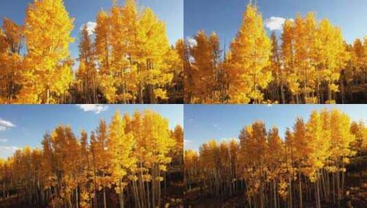 4k风景秋天金黄色的森林高清在线视频素材下载