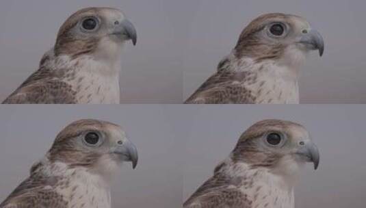 一只雄伟的猎鹰的特写镜头，眼睛敏锐，羽毛高清在线视频素材下载