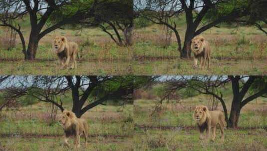 博茨瓦纳卡拉哈里中部草原上的狮子行走——高清在线视频素材下载