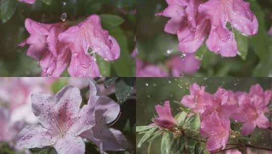 5K-雨中杜鹃，杜鹃花开，花朵水滴慢镜头高清在线视频素材下载