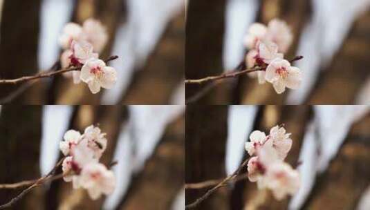 春天盛开的杏花花朵特写高清在线视频素材下载