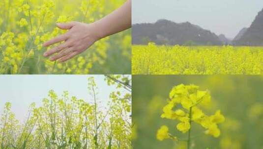 手抚摸油菜花高清在线视频素材下载