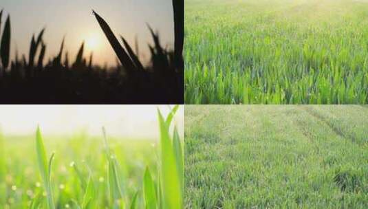 清晨的田野 希望的田野 农业 小麦高清在线视频素材下载