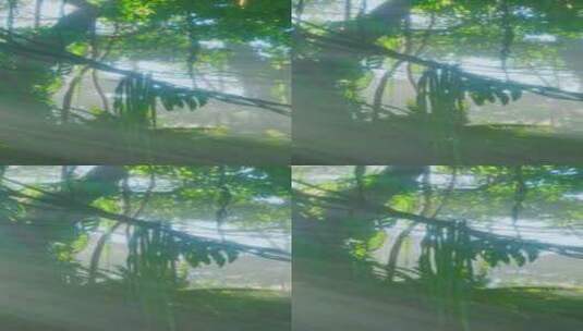 郁郁葱葱的雨林与晨雾高清在线视频素材下载