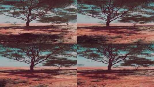 相思树的非洲景观高清在线视频素材下载