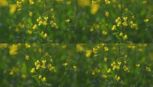 春天里的油菜花田高清在线视频素材下载