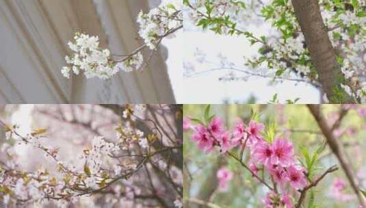 春天开花花朵花瓣鲜花盛开高清在线视频素材下载